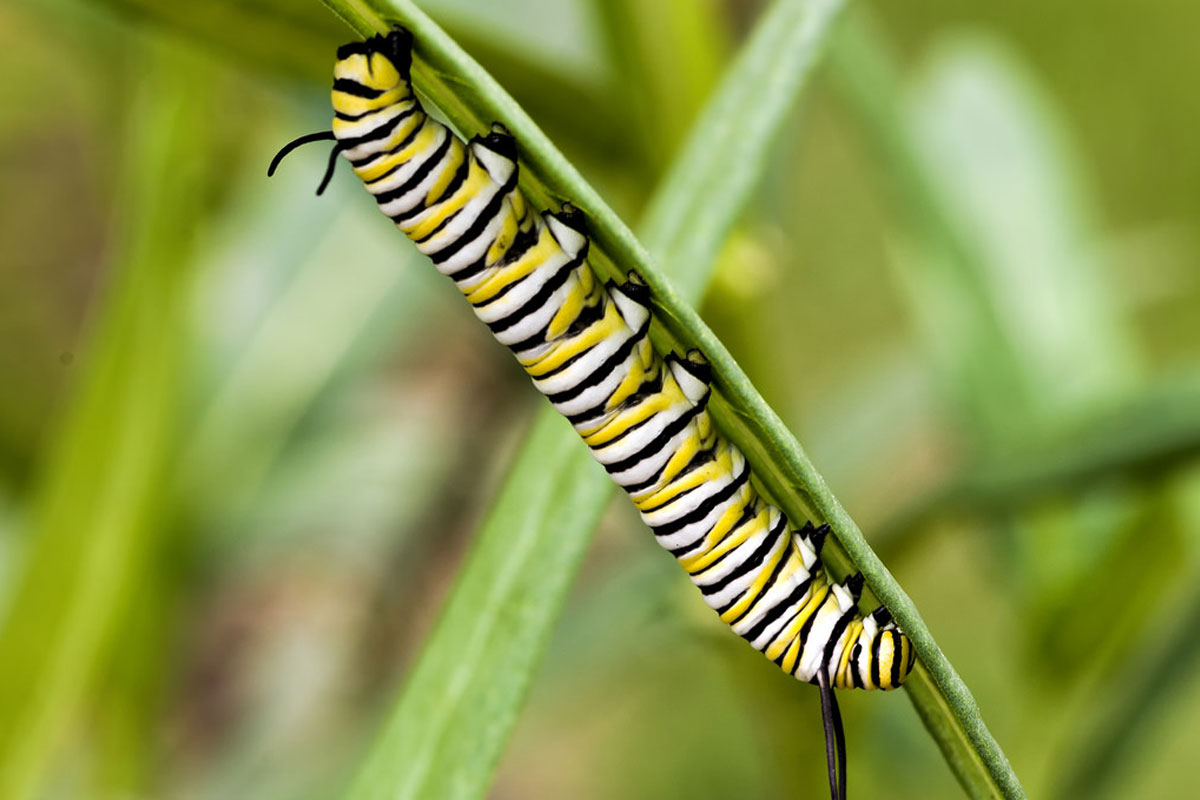 Monarch Butterfly